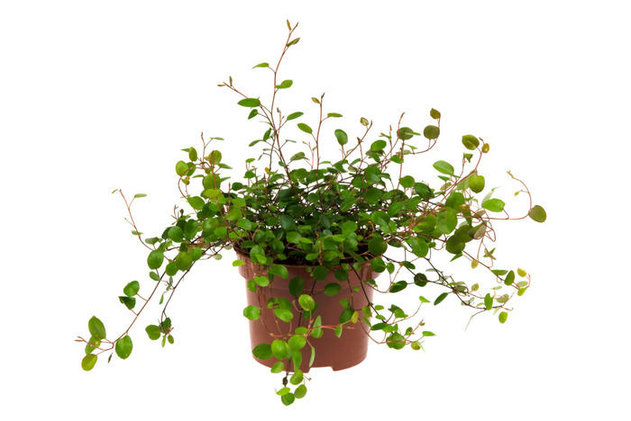 Pletter i luften 11 cm